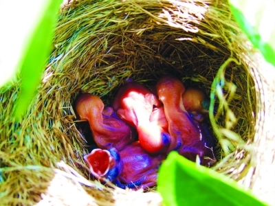 白头鹎夫妇筑巢孵雏市民悄悄拍下“育儿图”