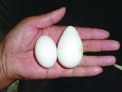 ����������ˮ��