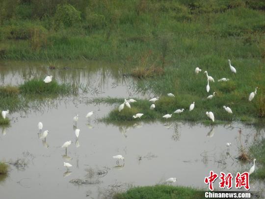 广东三水荷花世界利用荷塘建设湿地候鸟园