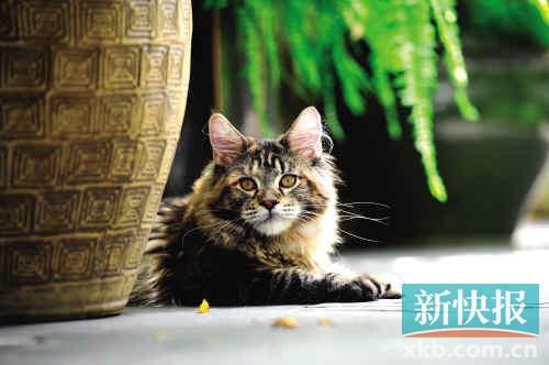 �޲��أ�ȫ�Ұ�è���Ѳ��벻��