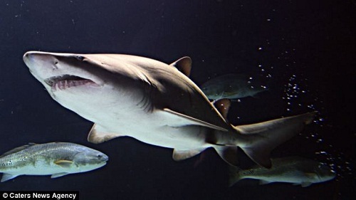英国一海洋馆清理水池 发现上万颗鲨鱼牙(图)