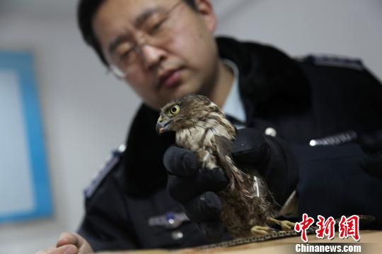 北京城管救治受伤雀鹰系国家二级保护动物(图)