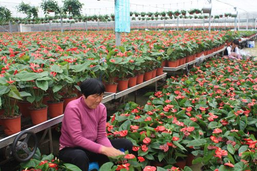 灌南节庆特色花卉走俏五一市场
