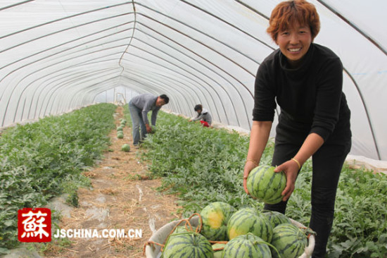 灌云反季节西瓜上市 收购价创历年新高