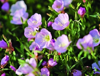 迎春花谢 迎夏花开