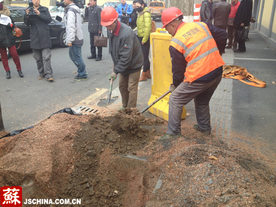 南京市园林局引进树桩刨碎机 30分钟啃掉老