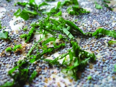 孩子带回蚕卵要养蚕,家长犯难了