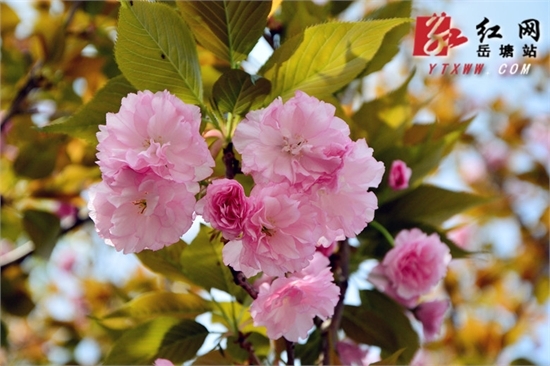 春天来了镜头探春:湖南科大的樱花开了