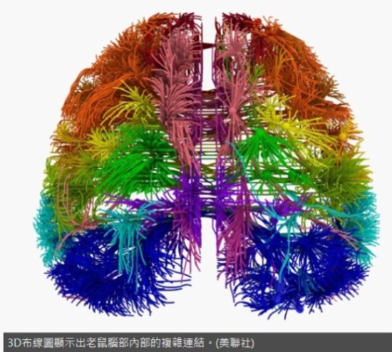 美华裔学者公共构制出老鼠大脑3D布线图