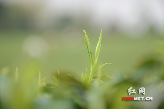 清明踏青茶园显春意长沙茶农采茶忙（图）