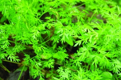 野生明党参群落现身栖霞山