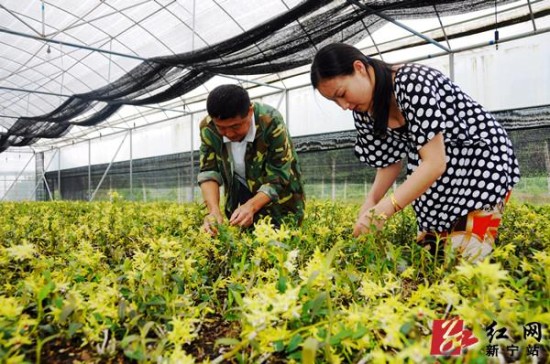 央视10套《中国记忆》推介崀山铁皮石斛