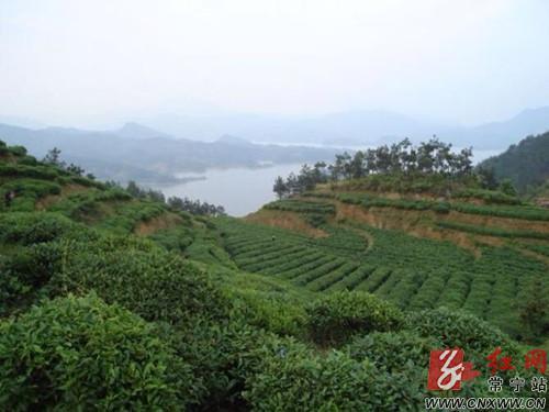 常宁:小茶叶打造富民大产业
