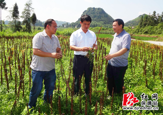 保靖县:石关顺调研阳朝乡农业受灾情况