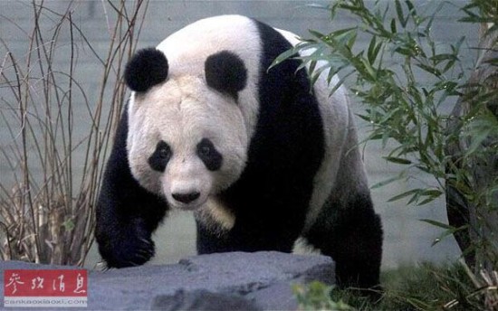 外媒:英国动物园翘首期盼大熊猫"甜甜"产崽