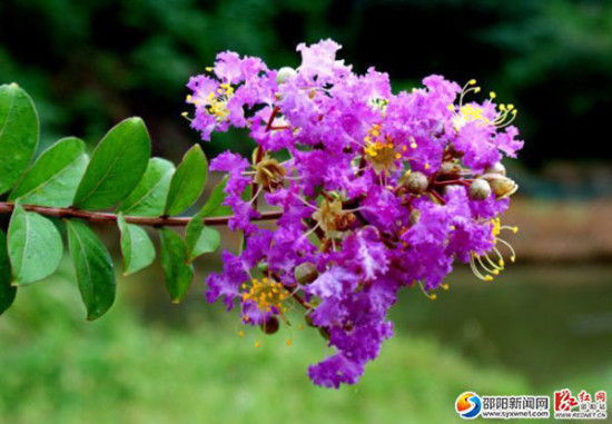 香樟树紫薇花成邵阳市市树市花