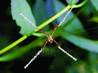 花蜘蛛网上写英文