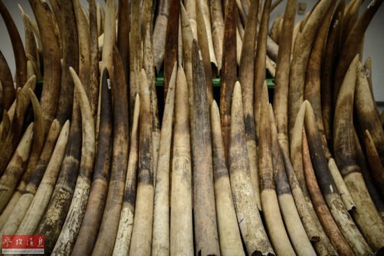 姚明：部分中国人的执念让数千公里外生物丧命