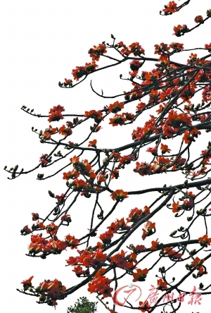 两株古木见证半部广州史