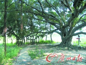 两株古木见证半部广州史