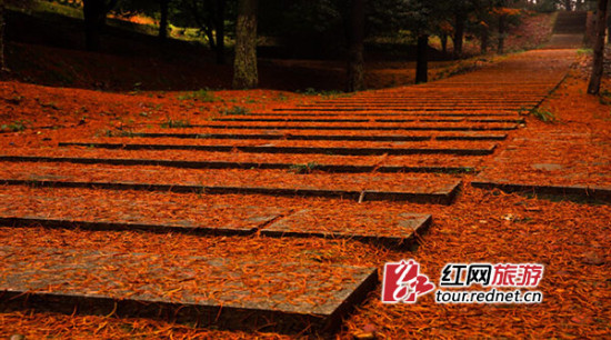 湖南省植物园的枫叶红了 扫微信可获得赢年卡