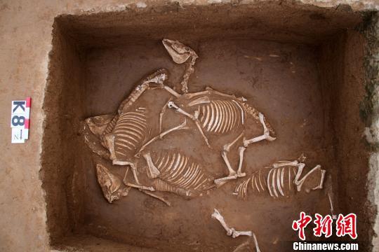 陕西西周墓葬群出土铭文青铜器 车马坑内发现