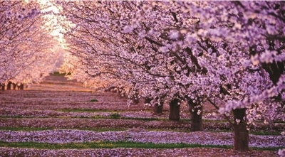 网传“最大樱花园”满眼只有绿枝条 原来是去年的图片被“整合”上网了
