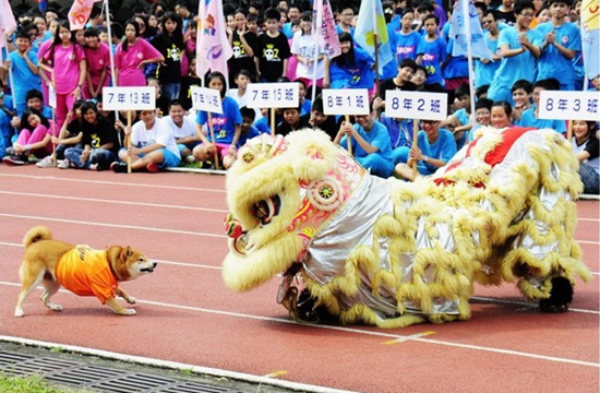 流浪狗被初中老师收留 获发学生证成校犬(图