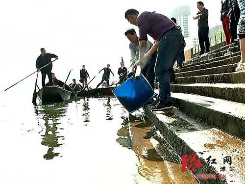 冷水滩:以鱼养水10万余尾鱼苗放入湘江