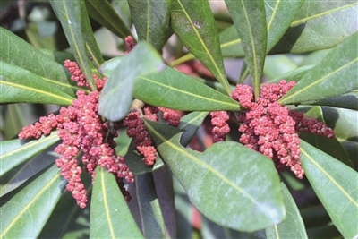 植物园 杨梅开花秀色可餐