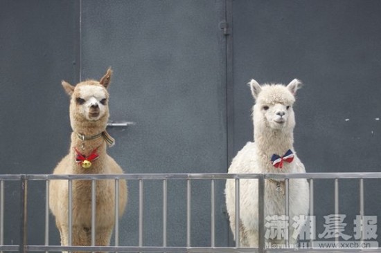 长沙生态动物园萌幼乐园本周日开园(图)_新浪新闻