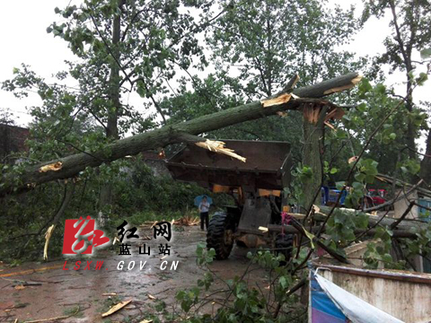 蓝山县公路上飞来横树工作人员冒雨排险情