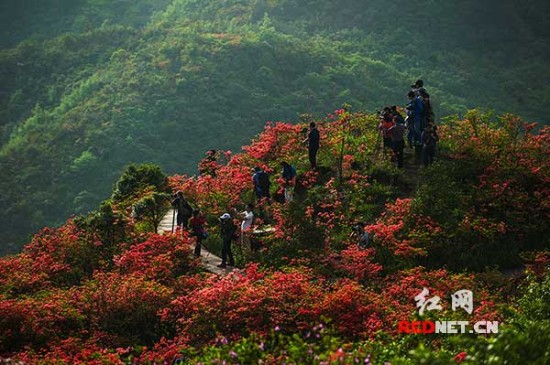 浏阳大围山:杜鹃花海醉游人(组图)_新浪新闻