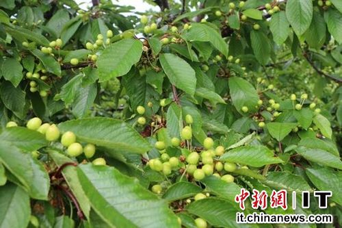 港媒:陕西新型农民需考职称 学历低难评上_新