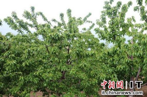 港媒:陕西新型农民需考职称 学历低难评上_新