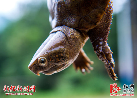 新化发现濒临灭绝的一级保护动物鹰嘴龙龟(图
