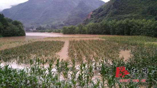 龙山召市遭遇特大暴雨启动应急预案抢险