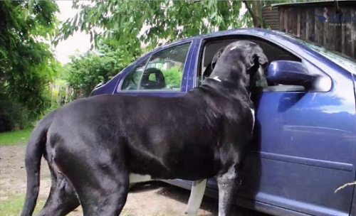 女子为养大丹犬向丈夫撒谎 “小狗”长大变巨犬_新浪新闻