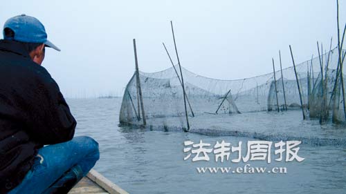 湖南岳阳东洞庭湖候鸟面临生存危机 天鹅遭毒杀