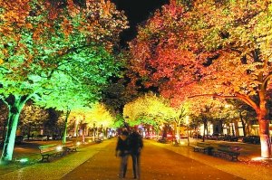 高温致柏林土生树受损绿化部门欲引进国外树种