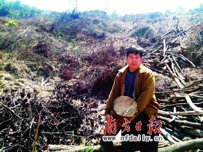 梅县大水坑村生态林里，粗壮树木被运走，只剩下残次品。赵洪杰 摄