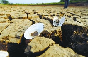 湖北省孝昌县一处干涸池塘底部的河蚌壳（5月3日摄）。新华社发