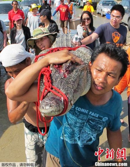 泰国洪灾延续曼谷灾区鳄鱼出没