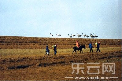 云南大山包黑颈鹤保育见成效人与鸟在困难中共生