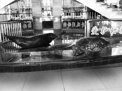 昨日下午，渔公渔婆饭店（六里桥店）大堂的水池里，饲养着两只海豹，供食客观赏。本报记者 卢漫 摄