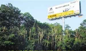 广深高速1300棵树因挡住广告牌被拦腰斩断