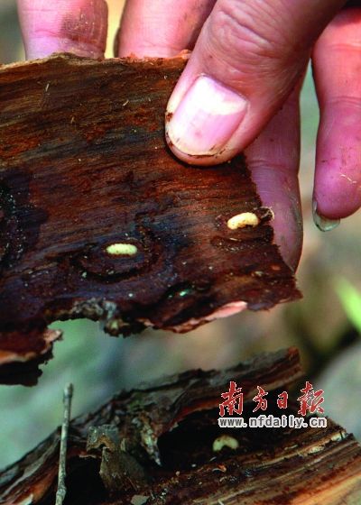  一棵受松材线虫病感染致死的松树内的松褐天牛白色幼虫。松褐天牛是松材线虫病主要的传播媒介。 新华社发