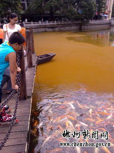 游客看在黄色湖水中的鱼群