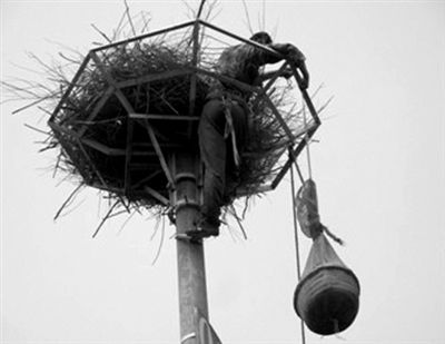 2010年6月25日，鸟类专家，保护区科研人员对即将出巢的幼鸟进行环志准备工作。黄河三角洲自然保护区供图