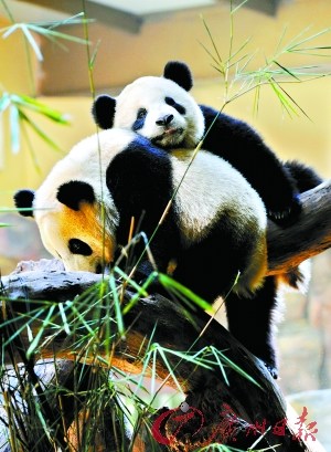 林业局副局长称中国大熊猫已逐步脱离濒危(图)